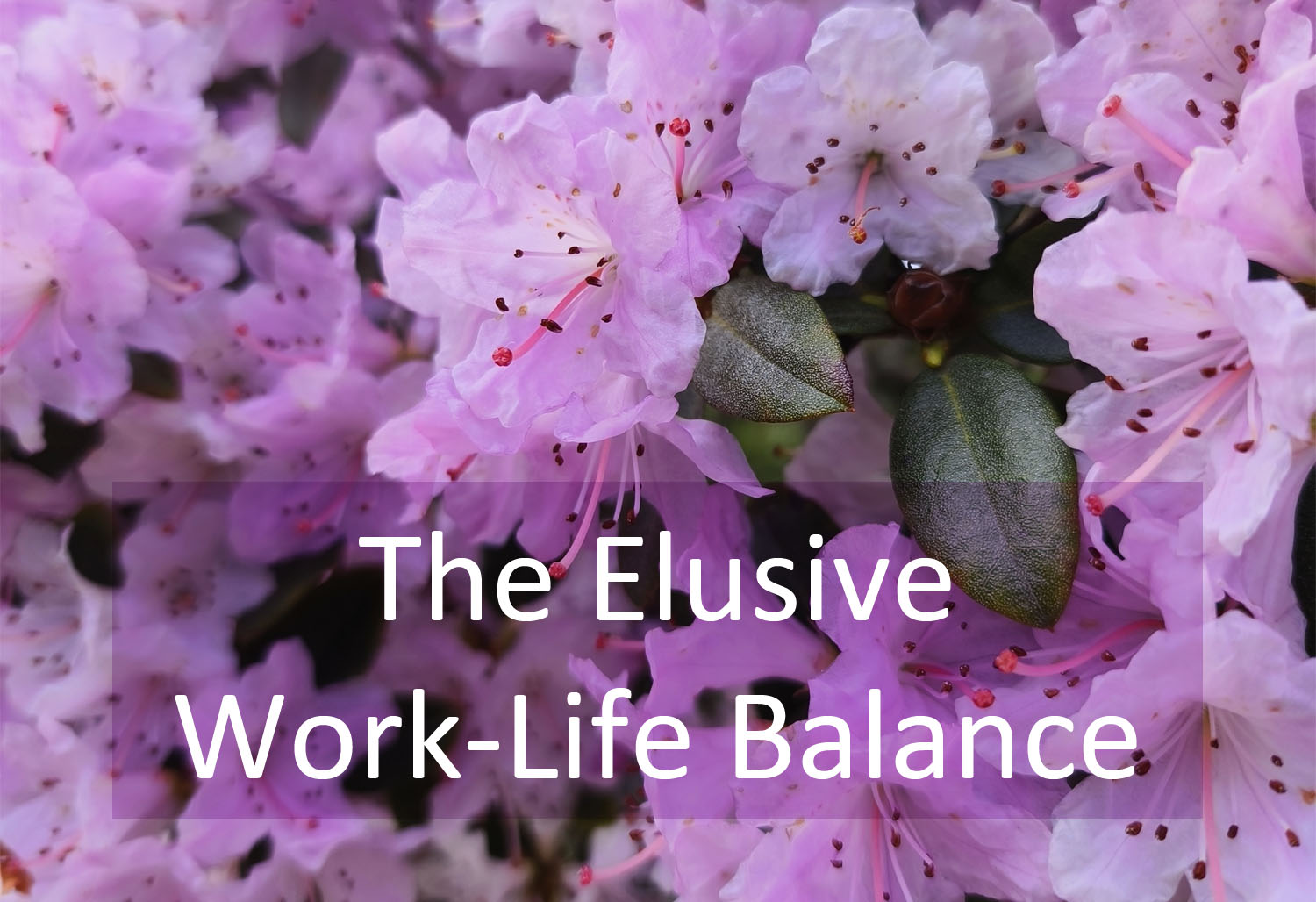 Read more about the article The Elusive Work-Life Balance